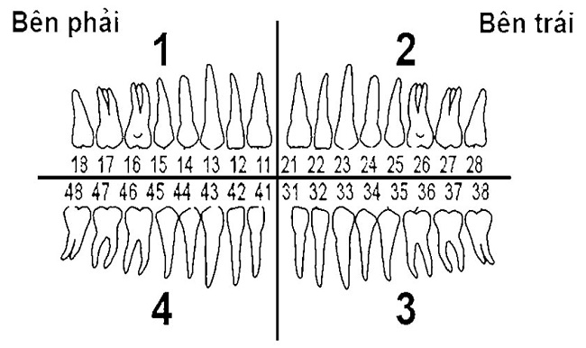 Cách đếm và đọc tên các loại răng đúng cách