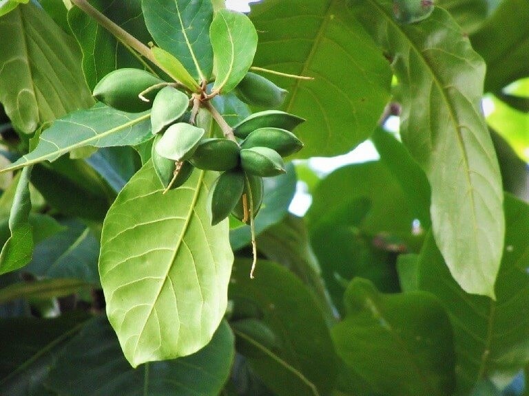 Bài thuốc chữa đau răng từ lá bàng